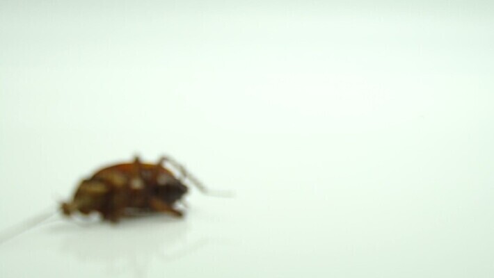 동물 컬러 곤충 백그라운드 신체 날개 자연 생물 건강 사람없음 갈색 머리 쌓기 주방 검은색 흰색 죽음 도시 벌레 떨어짐 충돌 오브젝트 분무기 리빙 기어가기 알레르기 거짓말 고립 위생관리 제어 천식 못생김 오싹 MOV 해외동영상 클립영상 컨셉 모션 관리 신체부위 질병 생태계 동영상 파일형식