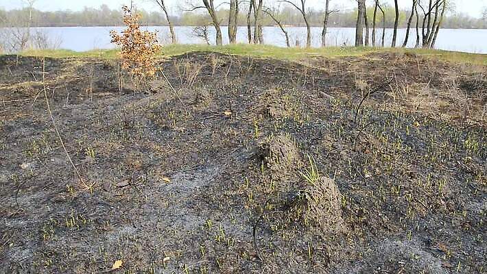 나무 식물 계절 지구 밭 자연 불 건조 풍경 잔디 초원 사람없음 초록색 강 갈색 환경 검은색 흙 봄 손상 뜨거움 황무지 숲 위험 땅 언덕 유기농 질감 먼지 진흙 내추럴 두더지 땅바닥 생태학 우크라이나 재앙 MOV 해외동영상 클립영상 자연요소 웰빙 교육 유럽 컬러 컨셉 농업 바닥 생태계 동영상 파일형식