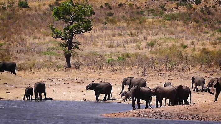 동물 호수 야생동물 포유류 가족 아프리카 자연 코끼리 수영장 국립공원 풍경 사람없음 야외 관광지 마시기 그룹 황무지 보호 군중 사파리 서식지 남아프리카 보츠와나 보호구역 크루거 MOV 해외동영상 클립영상 멸종위기종 공원 나라 여행 컨셉 관계 모션 사람 생태계 동영상 남아프리카공화국 구역 파일형식
