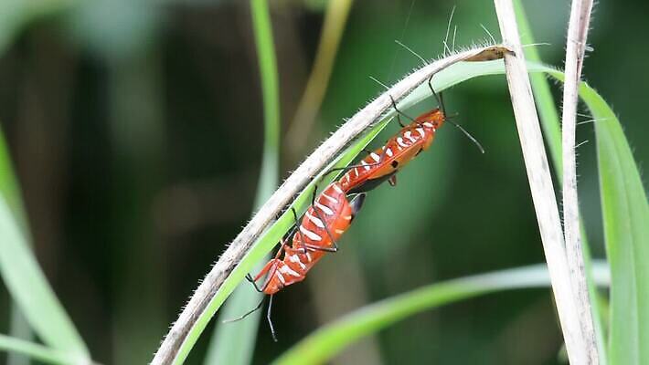 동물 교육 야생동물 곤충 백그라운드 잎 절지류 날개 오렌지 자연 생물 무척추동물 매달리기 사람없음 여름 컬러풀 갈색 걷기 검은색 봄 잡기 벌레 숲 작음 열대우림 묘사 짝짓기 내추럴 귀뚜라미 기르기 살인범 생태학 MOV 해외동영상 클립영상 식물 계절 컬러 과일 모션 크기 생태계 동영상 돌봄 파일형식