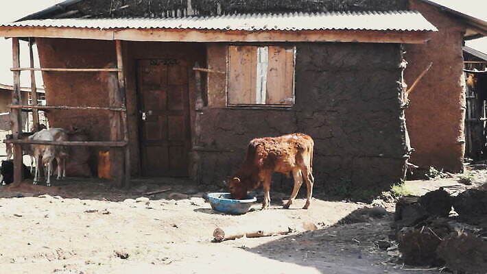 동물 도로 건축양식 아프리카 주택 건강 사람 사람없음 농장 마을 검은색 소 오두막 가난 먼지 에티오피아 MOV 해외동영상 클립영상 건축 나라 길 컬러 컨셉 농업 포유류 교통시설 건물 동영상 파일형식