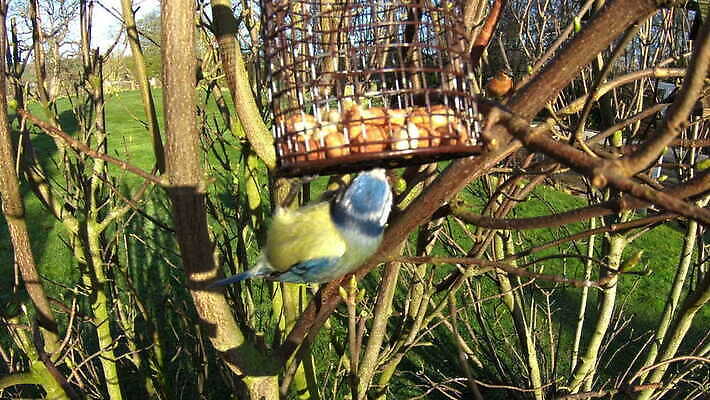 동물 영어 외관 유럽 야생동물 컬러 백그라운드 자연 조류 영국 잉글랜드 사람없음 야외 파란색 노란색 정원 검은색 견과류 흰색 닫기 작음 큼 먹이 깃털 부리 북쪽 내추럴 수유 유라시아 4K MOV 해외동영상 슬로모션 클립영상 문자 나라 아시아 모션 촬영기법 크기 방향 생태계 동영상 파일형식