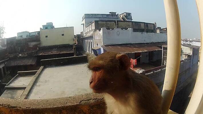 동물 아시아 야생동물 여행 장난 창문 포유류 자연 털 사람없음 원숭이 기둥 도시 사찰 인도인 호기심 서식지 원시시대 힌두교 MOV 해외동영상 클립영상 외국인 건축 감정 나라 종교 컨셉 종교건축 동양인 역사 생태계 동영상 파일형식