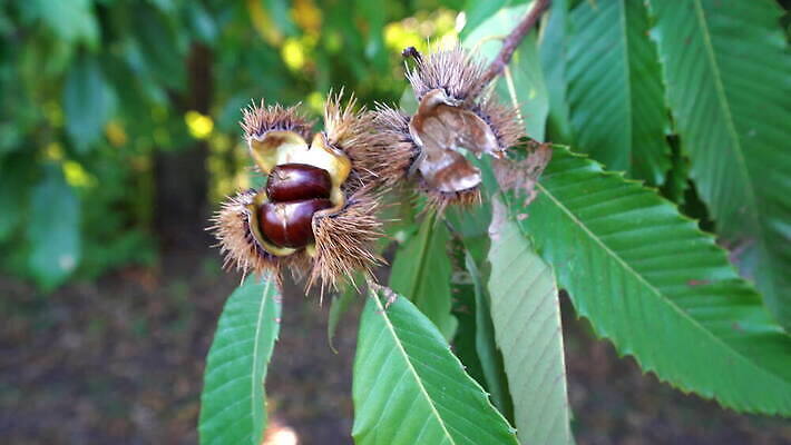 나무 식물 계절 음식 백그라운드 단풍 잎 크리스마스 과일 자연 탁자 씨앗 사람없음 야외 초록색 갈색 견과류 수확 껍질 흰색 나뭇가지 시골 신선 원형 가시 그룹 달콤 숲 유기농 날것 날카로움 10월 내추럴 고립 숙성 식용 적갈색 4K MOV 해외동영상 클립영상 도형 웰빙 기념일 컬러 가구 농업 날짜 맛 생태계 동영상 파일형식