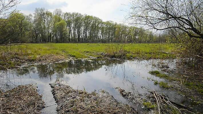 나무 계절 호수 밭 자연 하늘 사람없음 물 파란색 강 반사 노란색 봄 시골 개울 볏짚 습지 숲 버드나무 밀짚 내추럴 미루나무 옛날 우크라이나 MOV 해외동영상 클립영상 자연요소 식물 유럽 컬러 농업 짚 생태계 동영상 파일형식