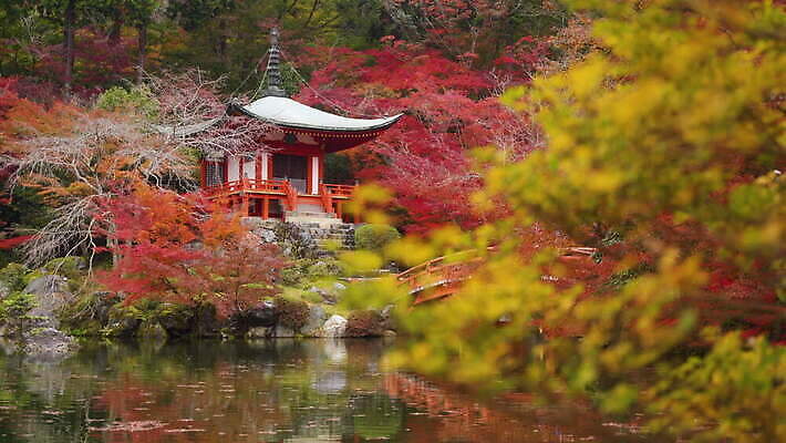 나무 식물 전통 계절 공원 아시아 종교 선 컬러 여행 단풍 불교 오렌지 건축양식 자연 동양인 사람없음 건물 목재 빨간색 초록색 물 컬러풀 여행객 탑 정원 일본 연못 사찰 내추럴 교토 랜드마크 사당 4K MOV 해외동영상 클립영상 자연요소 건축물 공공시설 건축 나라 잎 과일 재료 종교건축 사람 인종 생태계 동영상 파일형식