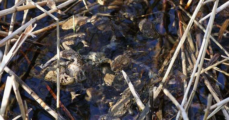 동물 척추동물 유럽 야생동물 백그라운드 오렌지 공 파충류 자연 생물 종류 개구리 양서류 성인 사람없음 야외 물 갈색 봄 연못 행운 그룹 습지 피부 묘사 생물학 체코 변장 서식지 두꺼비 짝짓기 내추럴 동물상 4K MOV 해외동영상 클립영상 자연요소 계절 교육 나라 컬러 컨셉 과일 사람 신체부위 조형물 생태계 동영상 파일형식