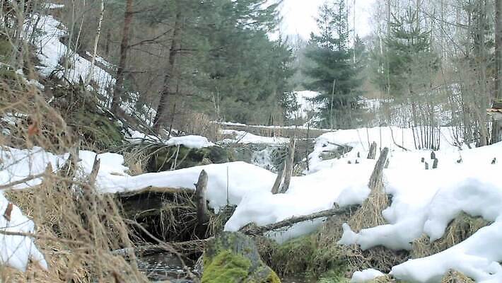 자연 독일 노르웨이 핀란드 국립공원 이끼 사람없음 물 강 얼음 폭포 오스트리아 숲 러시아 암초 폴란드 라트비아 리투아니아 슬로바키아 에스토니아 MOV 해외동영상 클립영상 자연요소 공원 유럽 북유럽 생태계 동영상 파일형식