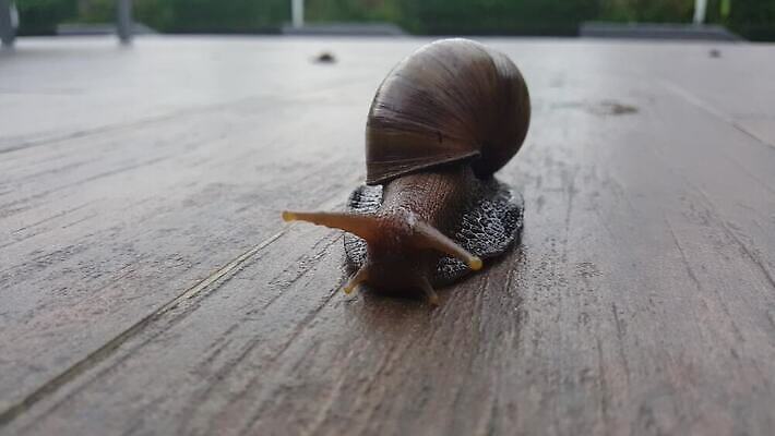 동물 야생동물 백그라운드 자연 바닥 연체동물 주택 사람없음 갈색 정원 젖음 껍질 흰색 타일 오브젝트 덮기 느림 고립 민달팽이 끈적임 4K MOV 해외동영상 클립영상 컬러 모션 무척추동물 건물 생태계 동영상 파일형식 달팽이_동물