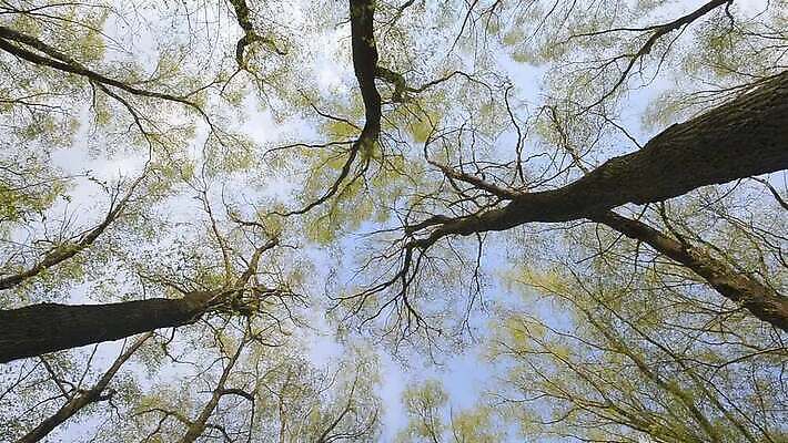 나무 식물 공원 잎 자연 하늘 그림자 사람없음 야외 초록색 빛 햇빛 태양 노란색 맑음 봄 올려보기 광선 나뭇가지 신선 둥지 정상 숲 버드나무 나무껍질 미루나무 우크라이나 MOV 해외동영상 클립영상 자연요소 계절 공공시설 유럽 컬러 모션 날씨 껍질 생태계 동영상 파일형식