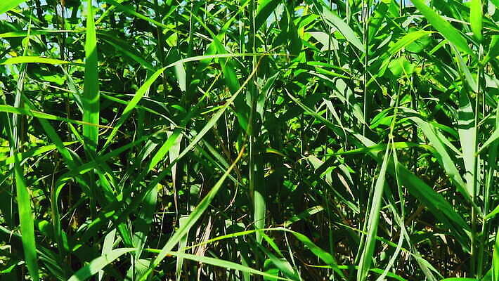 식물 공원 여행 자연 지팡이 사람없음 야외 세로 초록색 물 파란색 농작물 태양 농장 여행객 봄 재활용 에너지 탐험 큼 설탕 일렬 연료 유지 내추럴 디젤 바이오 사탕수수 세련 MOV 해외동영상 클립영상 자연요소 계절 공공시설 컬러 농업 사람 크기 친환경 생태계 동영상 파일형식