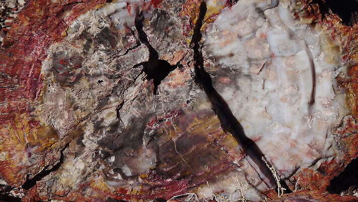 나무 공원 여행 자연 하늘 산 파노라마 국립공원 사람없음 야외 목재 빨간색 컬러풀 계곡 미국 사막 암석 나뭇가지 숲 크리스탈 부식 화석 애리조나 전국 절정 지질 지질학 불모지 4K MOV 해외동영상 클립영상 식물 공공시설 교육 컬러 북아메리카 재료 촬영기법 돌_바위 광석 생태계 동영상 파일형식