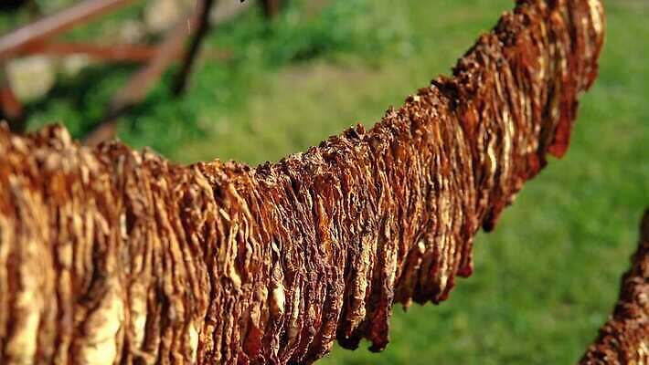 식물 전통 산업 컬러 백그라운드 잎 밭 농업 자연 건조 흡연 담배 매달리기 사람없음 목재 초록색 농작물 농장 갈색 노란색 수확 가을 시골 업무 황금 농부 상품 유기농 질감 쿠바 중독 내추럴 습관 외양간 니코틴 아바나 핸드메이드 4K MP4 해외동영상 클립영상 나무 직업 웰빙 계절 재료 모션 작업 중앙아메리카 생태계 동영상 파일형식