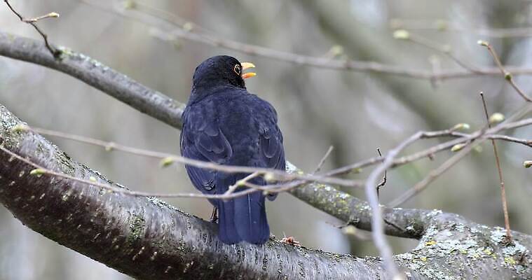 나무 동물 응시 남자 유럽 야생동물 백그라운드 오렌지 노래 자연 조류 사람없음 야외 초록색 파란색 갈색 노란색 정원 검은색 봄 추위 나뭇가지 숲 깃털 호기심 꼬리 서리 부리 체코 내추럴 공화국 전국 유라시아 4K MOV 해외동영상 클립영상 식물 시선 계절 감정 나라 아시아 음악 컬러 컨셉 과일 사람 생태계 동영상 파일형식