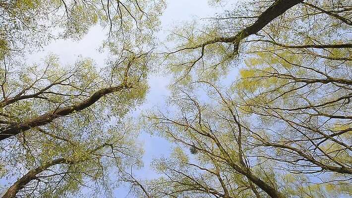 나무 식물 공원 잎 자연 하늘 그림자 사람없음 야외 초록색 빛 햇빛 태양 노란색 맑음 봄 올려보기 광선 나뭇가지 신선 둥지 정상 숲 버드나무 나무껍질 미루나무 우크라이나 MOV 해외동영상 클립영상 자연요소 계절 공공시설 유럽 컬러 모션 날씨 껍질 생태계 동영상 파일형식
