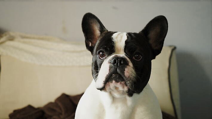 동물 한마리 라이프스타일 응시 얼굴 거실 가정 휴식 바닥 아파트 주택 흑백 실내 사람없음 야외 가로 반려동물 눕기 갈색 머리 가축 기다림 닫기 개 강아지 순수 귀 비글 불독 동영상 송곳니 프랑스어 유래 4K 순혈 MOV 해외동영상 클립영상 문자 1 시선 컬러 컨셉 포유류 모션 촬영기법 내부 건물 생활 신체부위 치아 파일형식