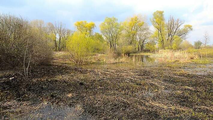 나무 계절 호수 밭 자연 하늘 불 사람없음 물 파란색 강 반사 노란색 봄 시골 개울 볏짚 습지 숲 버드나무 밀짚 내추럴 미루나무 옛날 우크라이나 MOV 해외동영상 클립영상 자연요소 식물 유럽 컬러 농업 짚 생태계 동영상 파일형식