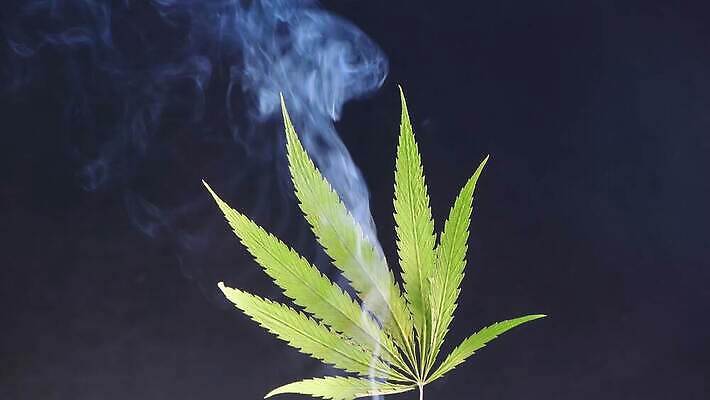 식물 음식 잎 자연 사람없음 초록색 약 흰색 나뭇가지 신선 삼 허브 대나무 질감 로즈메리 내추럴 마약 대마초 마리화나 4K MP4 해외동영상 클립영상 나무 컬러 채소 의학 생태계 동영상 파일형식