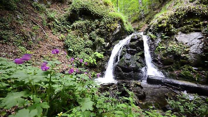 식물 단풍 잎 자연 이끼 풍경 사람없음 야외 초록색 물 환경 폭포 젖음 흐름 흰색 나뭇가지 전원 뜨거움 남아메리카 떨어짐 숲 열대우림 분무기 에콰도르 명승지 열대기후 MOV 해외동영상 클립영상 자연요소 나무 컬러 컨셉 아메리카 전기에너지 생태계 동영상 파일형식