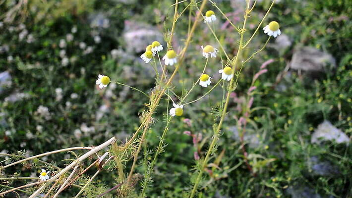 식물 계절 꽃 컬러 꽃무늬 밭 자연 하늘 사람없음 야외 초록색 파란색 컬러풀 햇빛 태양 농장 노란색 정원 봄 벚꽃 흰색 시골 신선 뜨거움 데이지 수레국화 캐모마일 수평선 MOV 해외동영상 클립영상 자연요소 무늬 농업 허브 생태계 동영상 파일형식