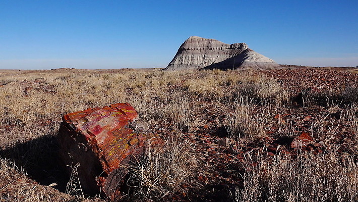 나무 공원 여행 자연 하늘 산 파노라마 국립공원 풍경 사람없음 야외 목재 빨간색 컬러풀 계곡 미국 사막 암석 바위 나뭇가지 숲 크리스탈 부식 화석 애리조나 전국 절정 지질 지질학 불모지 4K MOV 해외동영상 클립영상 식물 공공시설 교육 컬러 북아메리카 재료 촬영기법 돌_바위 광석 생태계 동영상 파일형식