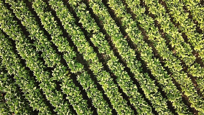 나무 식물 산업 아시아 도로 선 백그라운드 십자가 잎 패턴 밭 농업 태국 자연 표면 담배 안테나 풍경 사람없음 야외 초록색 농작물 농장 농경지 정원 수확 시골 농부 땅 질감 인도네시아 내추럴 항공촬영 니코틴 드론 밭일 줄서기 4K MP4 해외동영상 클립영상 직업 나라 길 뷰포인트 컬러 무늬 통신 교통시설 모션 생태계 동영상 파일형식