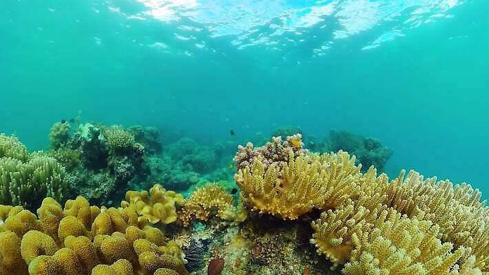 동물 야생동물 바다 여행 백그라운드 자연 어류 풍경 사람없음 물 컬러풀 환경 바닷속 수중 수영 탐험 스노클링 산호 산호초 생태계 다이빙 장면 암초 발견 깊이 이국적 4K 수중영상 MOV 해외동영상 클립영상 자연요소 컬러 수중동물 수상스포츠 수중식물 자포동물 동영상 수중스포츠 파일형식