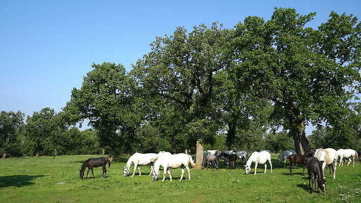 나무 동물 구름 남자 컬러 밭 포유류 자연 초원 야외 초록색 햇빛 농장 흰색 숲 마네킹 방목 땅 입술 갈기 망아지 기르기 슬로베니아 찰과상 4K MOV 해외동영상 클립영상 자연요소 식물 유럽 새끼 농업 사람 신체부위 태양 말_동물 축산업 상처 생태계 동영상 돌봄 파일형식