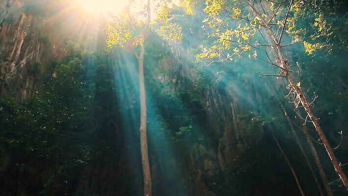 계절 백그라운드 잎 자연 아침 풍경 사람없음 야외 초록색 빛 햇빛 환경 화목 고요 봄 성장 신선 황무지 숲 신비 마법 생태학 틸트업 MP4 해외동영상 클립영상 주간 식물 교육 컬러 컨셉 촬영기법 태양 생태계 동영상 파일형식
