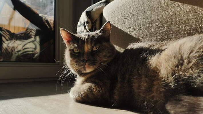 이동 표정 사람없음 반려동물 소파 태양 고양이 우정 광선 모피 콧수염 사냥꾼 거짓말 삼색 4K MOV 해외동영상 클립영상 자연요소 동물 직업 컨셉 의자 포유류 수염 친구 동영상 파일형식