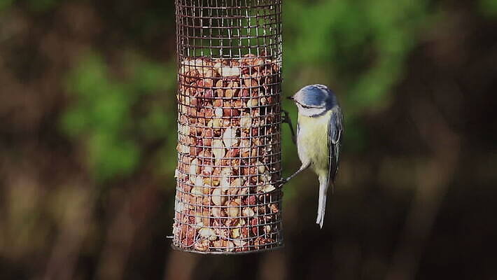 동물 영어 야생동물 컬러 자연 조류 영국 잉글랜드 사람없음 야외 파란색 노란색 환경 정원 검은색 견과류 흰색 닫기 작음 먹이 깃털 부리 땅콩 내추럴 유라시아 HD MOV 해외동영상 클립영상 문자 유럽 아시아 모션 크기 생태계 동영상 파일형식