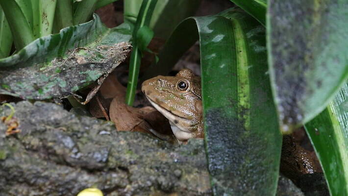 동물 호수 야생동물 모래 컬러 백그라운드 파충류 자연 종류 개구리 양서류 앉기 사람없음 초록색 물 반려동물 우주 환경 점프 젖음 흰색 연못 닫기 작음 오브젝트 싱글 두꺼비 내추럴 동물상 이국적 못생김 끈적임 4K MOV 해외동영상 클립영상 자연요소 모션 조형물 크기 생태계 동영상 파일형식