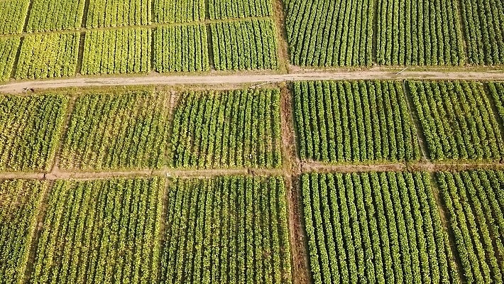 나무 식물 산업 아시아 도로 선 백그라운드 십자가 잎 패턴 밭 농업 태국 자연 표면 담배 안테나 풍경 사람없음 야외 초록색 농작물 농장 농경지 정원 수확 시골 농부 땅 질감 인도네시아 내추럴 항공촬영 니코틴 드론 밭일 줄서기 4K MP4 해외동영상 클립영상 직업 나라 길 뷰포인트 컬러 무늬 통신 교통시설 모션 생태계 동영상 파일형식