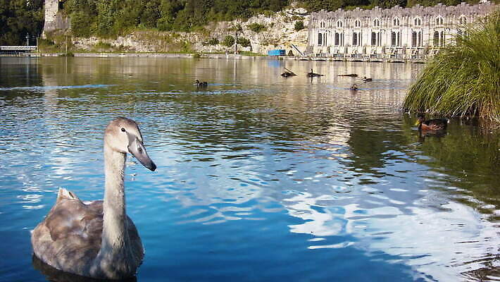 나무 구름 계절 유럽 호수 컬러 여행 백그라운드 자연 하늘 낚시 휴가 오리 풍경 경사 사람없음 야외 여름 강 컬러풀 환경 이탈리아 하이킹 보트 개울 알프스 백조 타운 내추럴 수력발전 전용 MOV 해외동영상 클립영상 자연요소 식물 나라 배_교통 조류 레저 도시 발전 생태계 동영상 수력에너지 파일형식