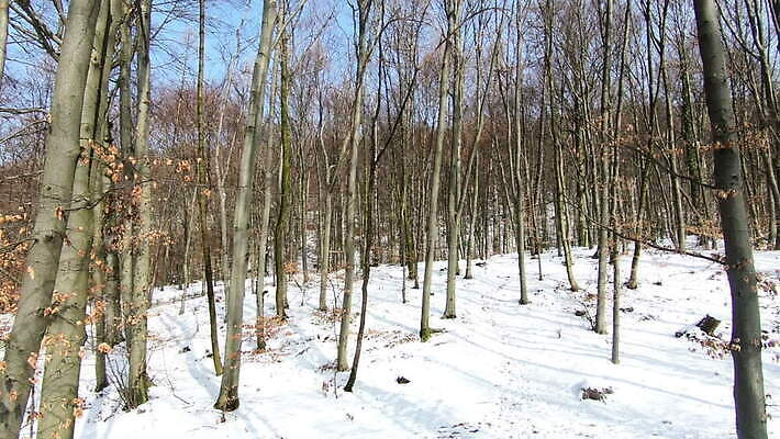나무 계절 공원 컬러 겨울 자연 하늘 날씨 사람없음 야외 파란색 냉동 얼음 추위 오스트리아 숲 서리 장면 삼림지대 잘츠부르크 폭설 HD MOV 해외동영상 클립영상 자연요소 식물 공공시설 유럽 눈_날씨 자연재해 생태계 동영상 파일형식