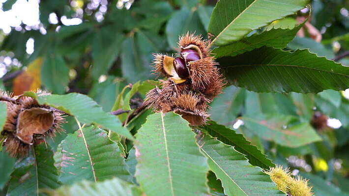 나무 식물 계절 음식 백그라운드 단풍 잎 크리스마스 과일 자연 탁자 씨앗 사람없음 야외 초록색 갈색 견과류 수확 껍질 흰색 나뭇가지 시골 신선 원형 가시 그룹 달콤 숲 유기농 날것 날카로움 10월 내추럴 고립 숙성 식용 적갈색 4K MOV 해외동영상 클립영상 도형 웰빙 기념일 컬러 가구 농업 날짜 맛 생태계 동영상 파일형식