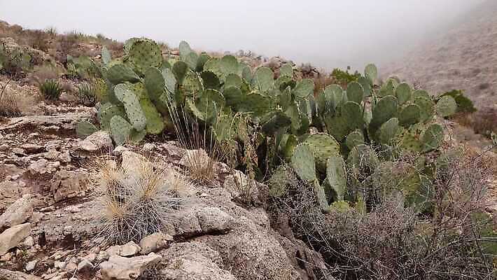 나무 식물 꽃 여행 백그라운드 자연 날씨 선인장 건조 풍경 사람없음 초록색 물 여름 사막 뜨거움 가시 척추 날카로움 애리조나 내추럴 뉴멕시코 다육식물 4K MP4 해외동영상 클립영상 자연요소 계절 컬러 뼈 미국 생태계 동영상 파일형식