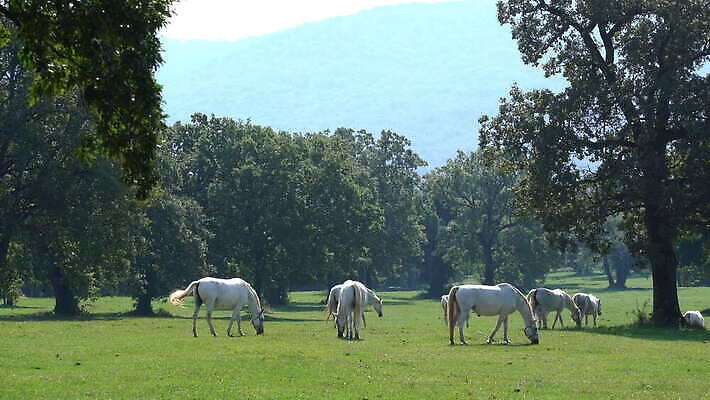 나무 동물 남자 컬러 밭 포유류 자연 사람없음 야외 초록색 햇빛 농장 흰색 숲 마네킹 방목 땅 입술 갈기 망아지 기르기 슬로베니아 찰과상 4K MOV 해외동영상 클립영상 식물 유럽 새끼 농업 사람 신체부위 태양 말_동물 축산업 상처 생태계 동영상 돌봄 파일형식