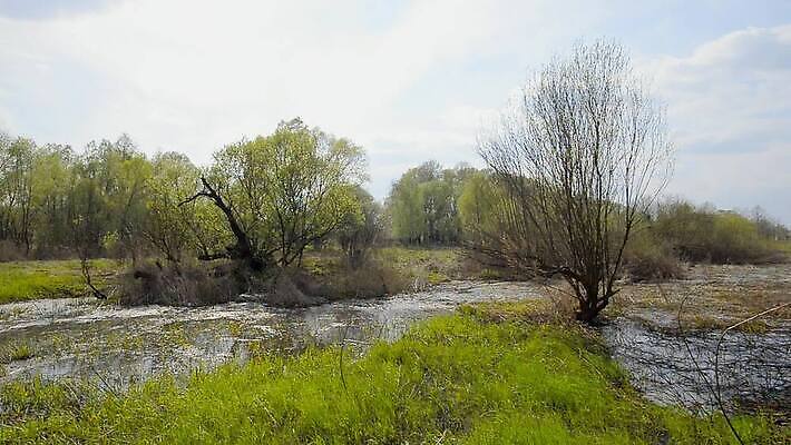 나무 계절 호수 밭 자연 하늘 사람없음 물 파란색 강 반사 노란색 봄 시골 개울 볏짚 습지 숲 버드나무 밀짚 내추럴 미루나무 옛날 우크라이나 MOV 해외동영상 클립영상 자연요소 식물 유럽 컬러 농업 짚 생태계 동영상 파일형식