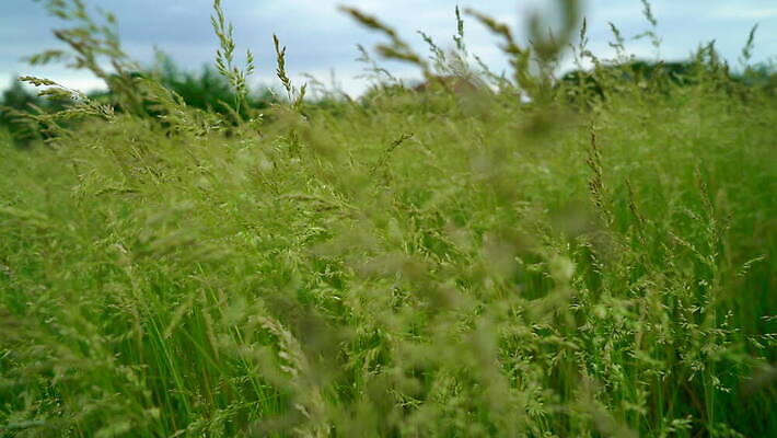 식물 디자인 계절 컬러 백그라운드 잎 밭 자연 바람 풍경 초원 사람없음 야외 장식 초록색 여름 빛 햇빛 노란색 환경 정원 맑음 침묵 활발 성장 가을 신선 잡초 보호 소프트포커스 작음 땅 허브 보케 장면 내추럴 평야 전경 4K HD MOV 해외동영상 클립영상 자연요소 컨셉 농업 날씨 촬영기법 태양 소리 크기 생태계 동영상 파일형식 탑뷰