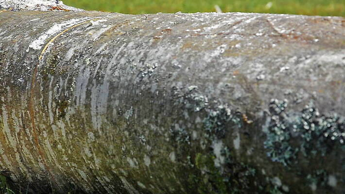 나무 직업 산업 포즈 자연 노동자 안전 사람없음 야외 목재 힘 기계 장비 나뭇가지 공구 소나무 업무 칼날 숲 장작 자르기 통나무 손질 잡동사니 벌목 수목 전기톱 톱밥 톱질 MOV 해외동영상 클립영상 식물 재료 모션 도구 작업 가루 생태계 톱 동영상 파일형식