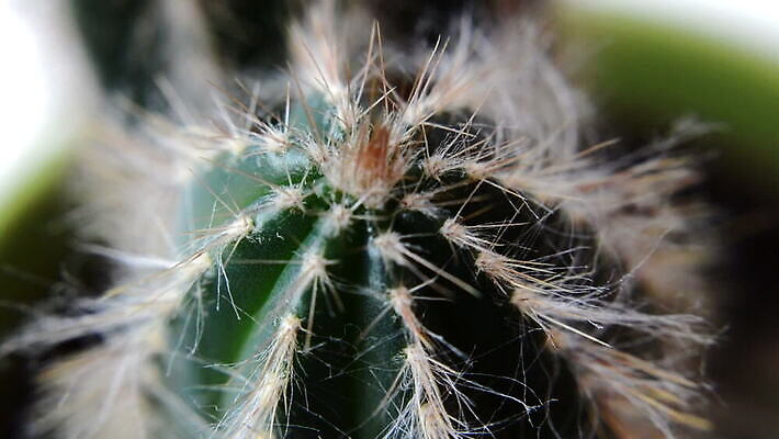 식물 꽃 화초 백그라운드 잎 꽃무늬 자연 선인장 사람없음 장식 초록색 여름 정원 고통 사막 성장 벚꽃 가시 닫기 위험 갈증 오브젝트 질감 날카로움 가뭄 스파이크 다육식물 이국적 그리너리 MOV 해외동영상 클립영상 계절 감정 컬러 컨셉 무늬 모션 날씨 생태계 동영상 파일형식 트랜드컬러