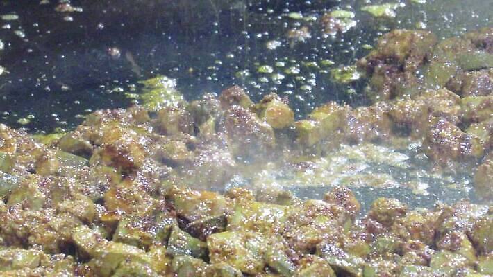 전통 패턴 요리 동양인 사람없음 빨간색 갈색 식사 치킨 튀김 고명 고수 정상 찌개 인도인 레시피 카레 양고기 동영상 라마단 마살라 방식 HD MOV 해외동영상 클립영상 외국인 음식 컬러 무늬 육류 인종 향신료 닭고기요리 파일형식