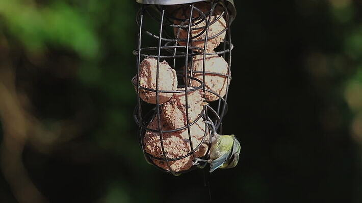 동물 영어 야생동물 컬러 공 자연 조류 영국 잉글랜드 풍경 사람없음 파란색 노란색 환경 정원 흰색 반지 닫기 작음 큼 먹이 깃털 내추럴 유라시아 HD MOV 해외동영상 클립영상 문자 유럽 아시아 장신구 모션 크기 생태계 동영상 파일형식