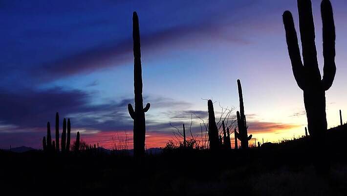 식물 공원 선 여행 자연 산 선인장 건조 사람없음 파란색 미국 성장 오르간 보호 큼 파이프 먼지 애리조나 천연기념물 전국 유일 4K MP4 해외동영상 클립영상 공공시설 컬러 컨셉 북아메리카 건반악기 크기 생태계 동영상 파일형식
