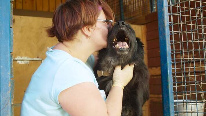 동물 여자 행복 자연 친절 주택 종류 사랑 한명 사람 야외 울타리 반려동물 검은색 우정 놀이방 기쁨 만지기 봉사 도움 구출 개 큼 새장 송곳니 노숙자 돌봄 쇠창살 타격 4K MOV 해외동영상 슬로모션 클립영상 1 감정 컬러 컨셉 포유류 모션 촬영기법 건물 친구 담장 치아 크기 생태계 동영상 케이지 파일형식