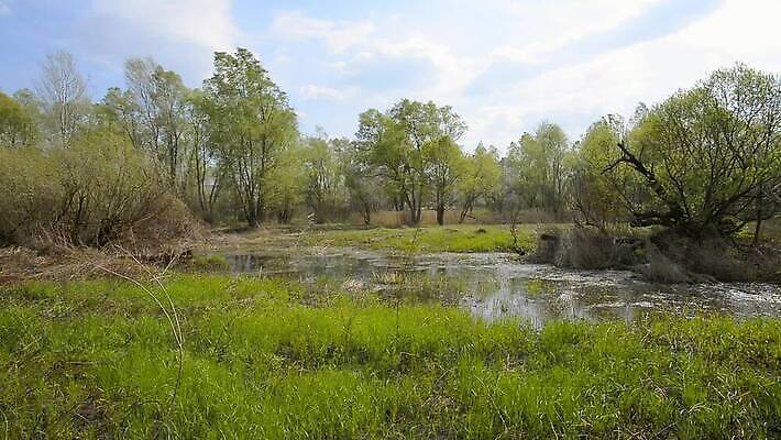 나무 계절 호수 밭 자연 하늘 사람없음 물 파란색 강 반사 노란색 봄 시골 개울 볏짚 습지 숲 버드나무 밀짚 내추럴 미루나무 옛날 우크라이나 MOV 해외동영상 클립영상 자연요소 식물 유럽 컬러 농업 짚 생태계 동영상 파일형식