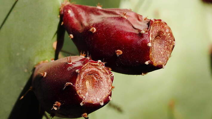 나무 식물 꽃 컬러 백그라운드 잎 꽃무늬 과일 자연 선인장 사람없음 야외 빨간색 초록색 여름 정원 사막 흰색 신선 개화 가시 황무지 인도인 묘사 날카로움 애리조나 무화과 내추럴 다육식물 이국적 4K MOV 해외동영상 클립영상 외국인 계절 무늬 동양인 미국 생태계 동영상 파일형식