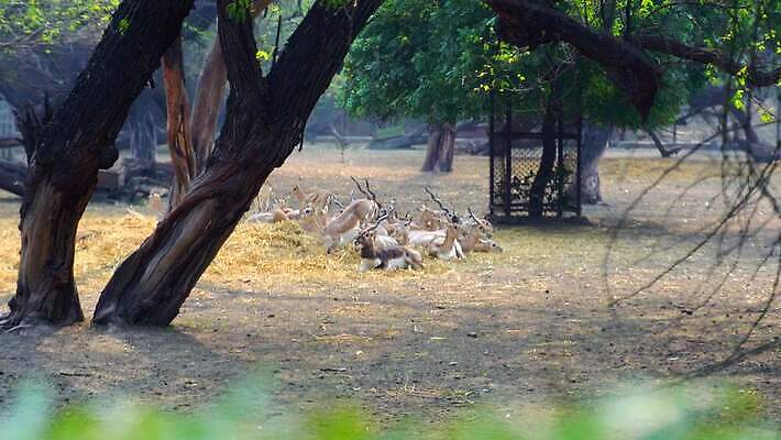 나무 동물 응시 여자 별 야생동물 패턴 밭 포유류 자연 표면 웨일즈 털 뿔 앉기 사람없음 야외 초록색 달리기 갈색 머리 달러 봄 흰색 시골 숲 작음 소중 사파리 피부 언덕 싱글 내추럴 땅바닥 아기사슴 암사슴 4K MP4 해외동영상 클립영상 자연요소 식물 시선 계절 새끼 컬러 컨셉 돈 무늬 농업 모션 사슴 영국 바닥 사람 신체부위 크기 암컷 생태계 동영상 파일형식