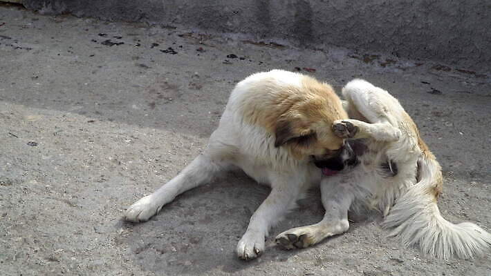 동물 포유류 털 앉기 사람없음 반려동물 황금 개 리트리버 강아지 핥기 위생 씻기 래브라도리트리버 혀 당나귀 몸단장 기생충 기르기 유래 4K 순혈 MOV 해외동영상 클립영상 모션 청결 말_동물 입 바이러스 동영상 돌봄 파일형식